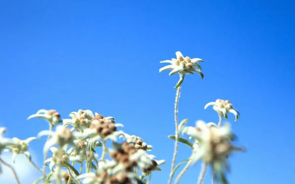 <de>Sommerurlaub</de><en>Summerholidays</en><nl>Zomervakantie</nl> Bild 8
